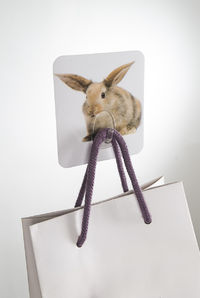 Kaninchen "Magic Hook" Selbsthaftender Haken